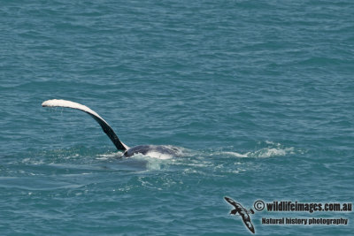 Humpback Whale a4594.jpg
