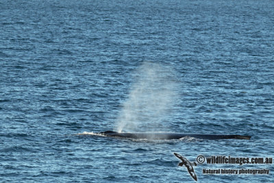 Humpback Whale a2994.jpg