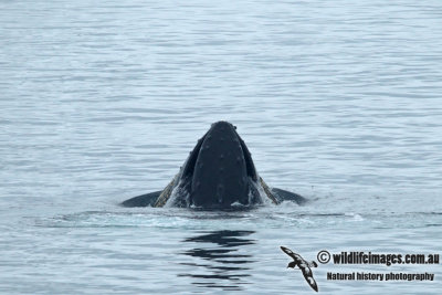 Humpback Whale a3242.jpg