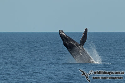 Humpback Whale a5018.jpg