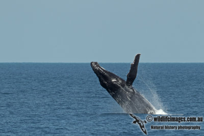 Humpback Whale a5019.jpg