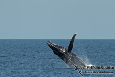 Humpback Whale a5020.jpg