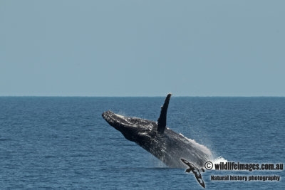 Humpback Whale a5021.jpg