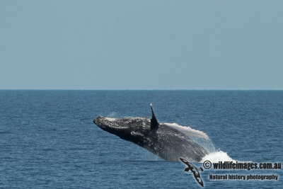 Humpback Whale a5022.jpg