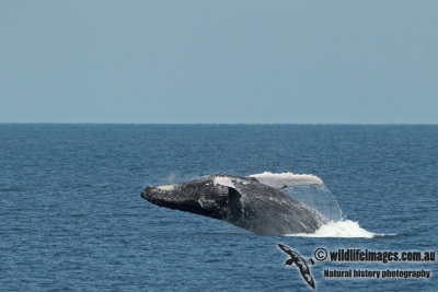 Humpback Whale a5023.jpg