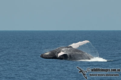 Humpback Whale a5024.jpg