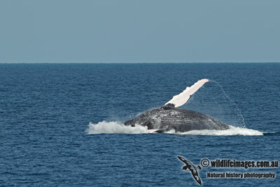 Humpback Whale a5025.jpg