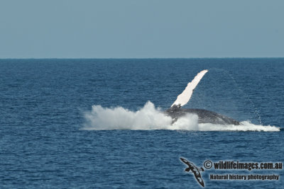Humpback Whale a5026.jpg