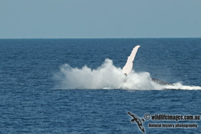 Humpback Whale a5027.jpg