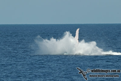 Humpback Whale a5028.jpg
