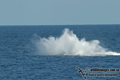Humpback Whale a5029.jpg