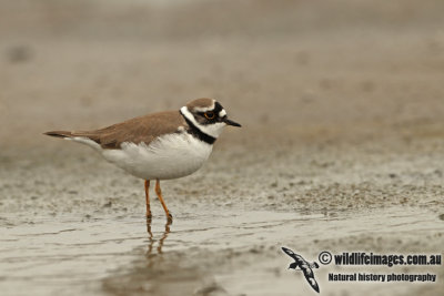 Little-ringed Plover a1939.jpg