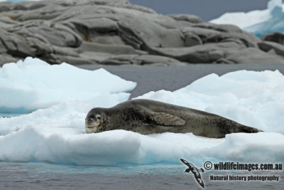 Leopard Seal a2202.jpg