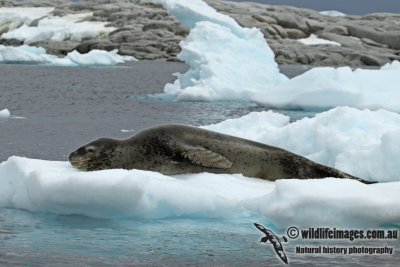 Leopard Seal a2205.jpg