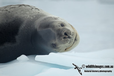 Leopard Seal a3948.jpg