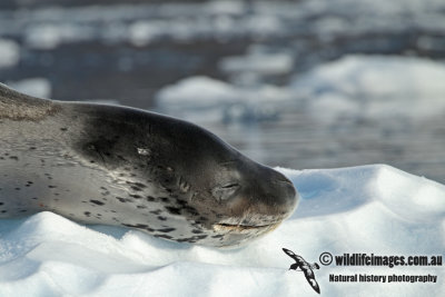 Leopard Seal a9201.jpg