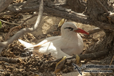 Red-tailed Tropicbird a4839.jpg