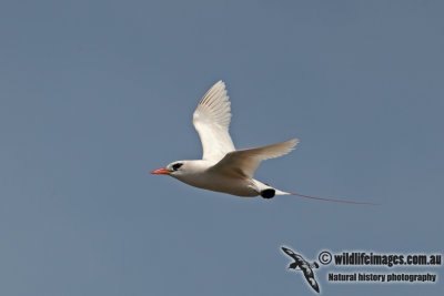 Red-tailed Tropicbird a5085.jpg