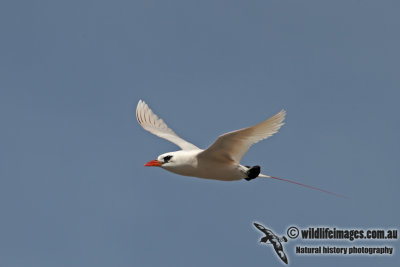 Red-tailed Tropicbird a5086.jpg