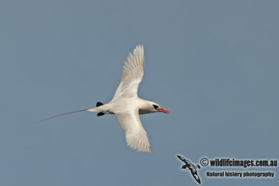 Red-tailed Tropicbird a5089.jpg