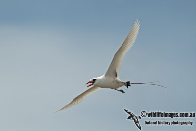 Red-tailed Tropicbird a5149.jpg