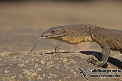 Varanus mertensi a1500.jpg