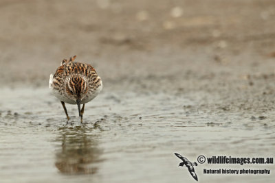 Long-toed Stint a2053.jpg