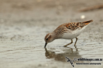 Long-toed Stint a2067.jpg