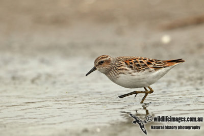 Long-toed Stint a2104.jpg