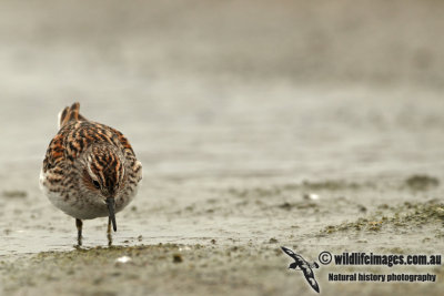 Long-toed Stint a2239.jpg