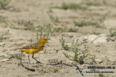 Yellow Chat a1930.jpg