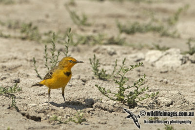 Yellow Chat a1948.jpg