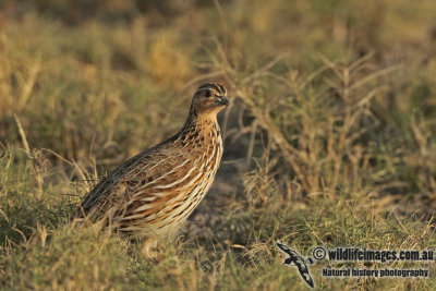 Stubble Quail a2059.jpg