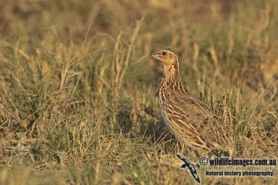 Stubble Quail a2092.jpg