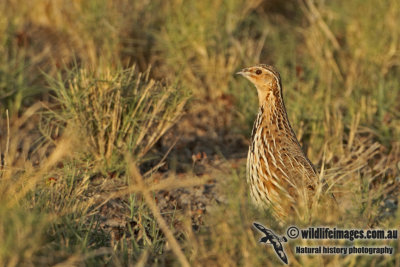 Stubble Quail a2124.jpg