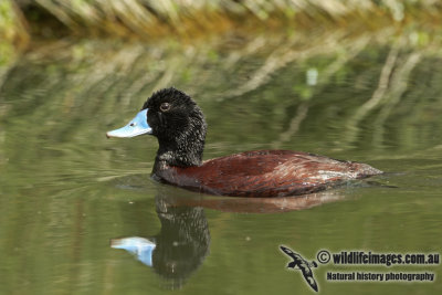 Blue-billed Duck a1662.jpg