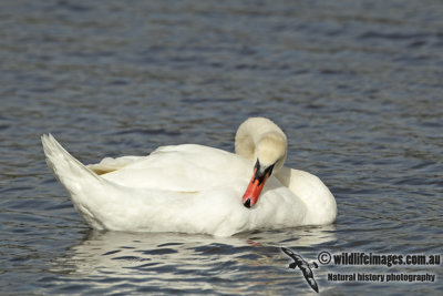 Mute Swan a7765.jpg