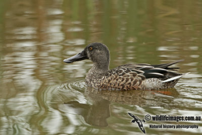 Northern Shoveler a7941.jpg