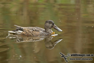 Northern Shoveler a8024.jpg