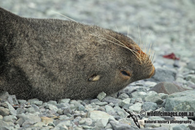 Antarctic Fur-Seal a8532.jpg