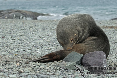 Antarctic Fur-Seal a8536.jpg