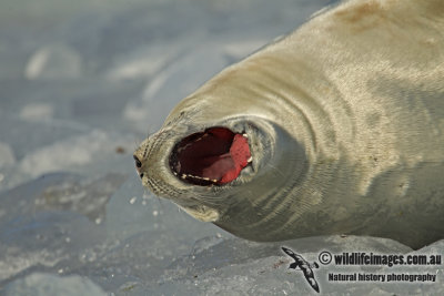 Crab-eater Seal a0192.jpg