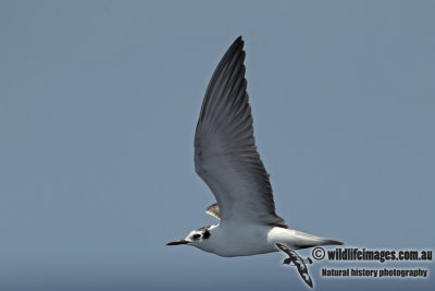 White-winged Black Tern a2756.jpg