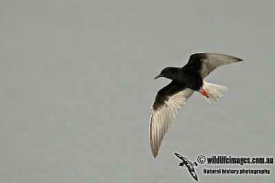 White-winged Black Tern a2885.jpg