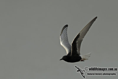 White-winged Black Tern a2899.jpg