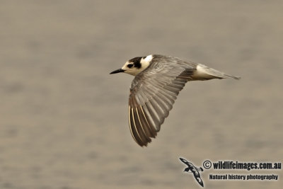 White-winged Black Tern a5915.jpg