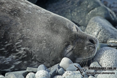 Weddell Seal a5071.jpg
