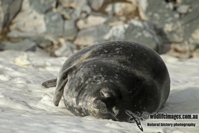 Weddell Seal a6173.jpg