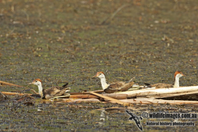 Comb-crested Jacana a4470.jpg