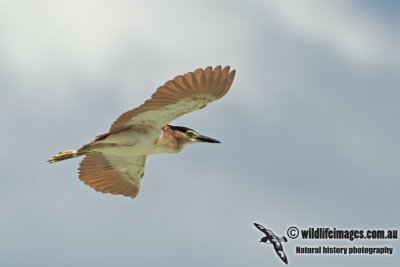 Nankeen Night-Heron a2777.jpg